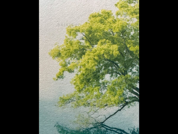 静寂の樹 - 画像 (2)