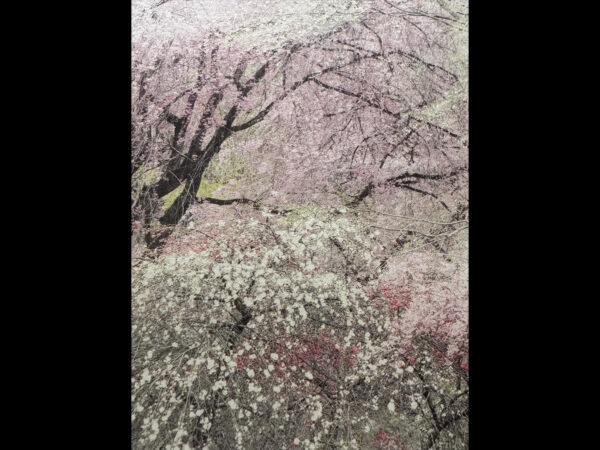 花のヴェール - 画像 (2)